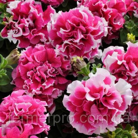 Петунія великобарвкова Pirouette F1, фото 1