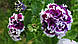 Петунія великобарвкова Pirouette F1, фото 3