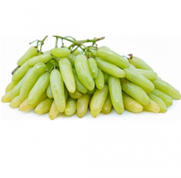 Винограду IFG29 (кишмиш Ламборджині) вегетувальний