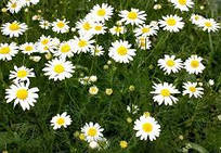 Ромашка лікарська, Рум'янок