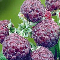 Малина Глен Кое