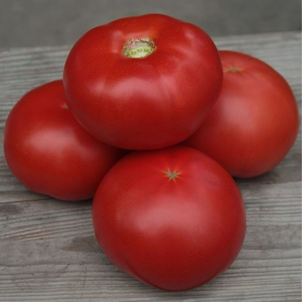 Насіння томату Кібо F1 (KS 222) (Kibo F1) Kitano Seeds 100