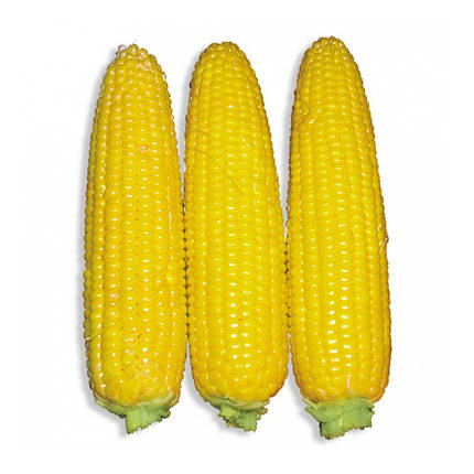 Насіння кукурудзи Добриня F1 (Dobrynja F1) Lark Seeds 2500, фото 1