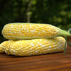 Насіння кукурудзи Ракель F1 (Raquel F1) Clause 50000