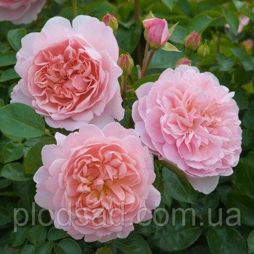 Троянда англійська Вайлдів