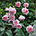 Троянда англійська Вайлдів, фото 2