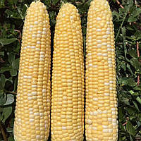 Семена кукурузы Камберленд F1 (Cumberland F1) Clause 5000