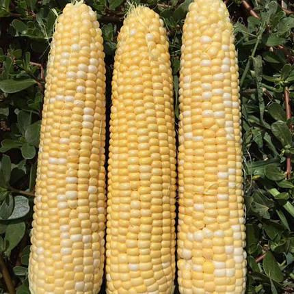 Насіння кукурудзи Камберленд F1 (Cumberland F1) Clause 50000, фото 1