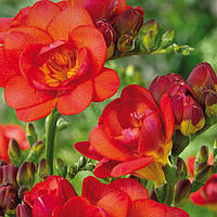 Фрезія махрова Red, 3 шт., цибулини