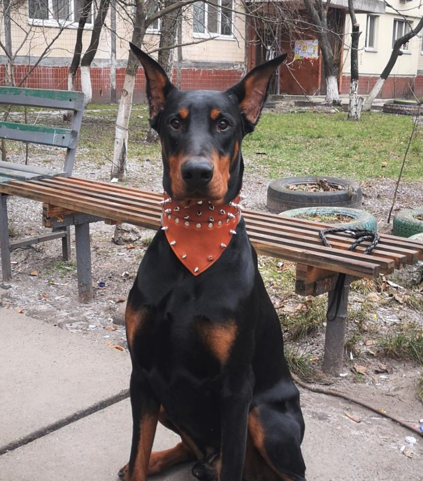 Шкіряний нашийник-бандана з шипами "Lockdog" коричневий