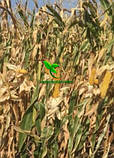 Насіння кукурудзи СПЛАВ МС 290 (ФАО - 290) фр.2 2022 р.в. (МАІС Синельникове), фото 9