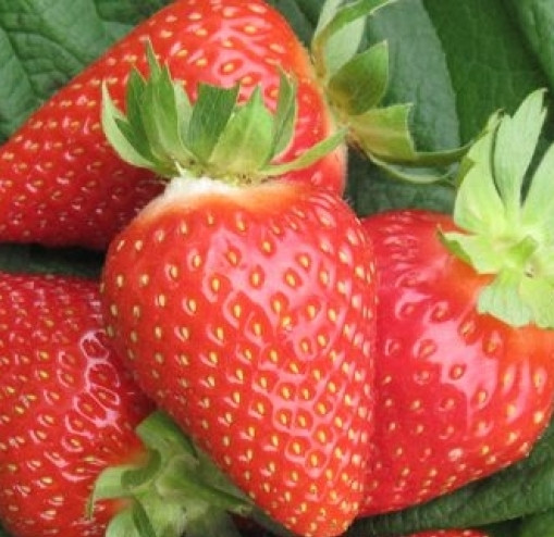 Саджанці полуниці сорт Амі, фріго клас А+