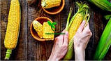 Насіння Кукурудзи ХОТИН (ФАО 250) фр.2,3 2021 р.в. Світлогротрейд, фото 11