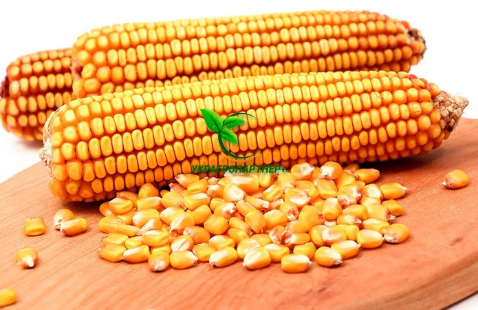 Насіння Кукурудзи ВН 63 ФАО 280 фр1 21,2 кг Вніс 2022р, фото 1