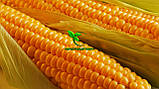 Насіння Кукурудзи ВН 63 ФАО 280 фр1 21,2 кг Вніс 2022р, фото 7