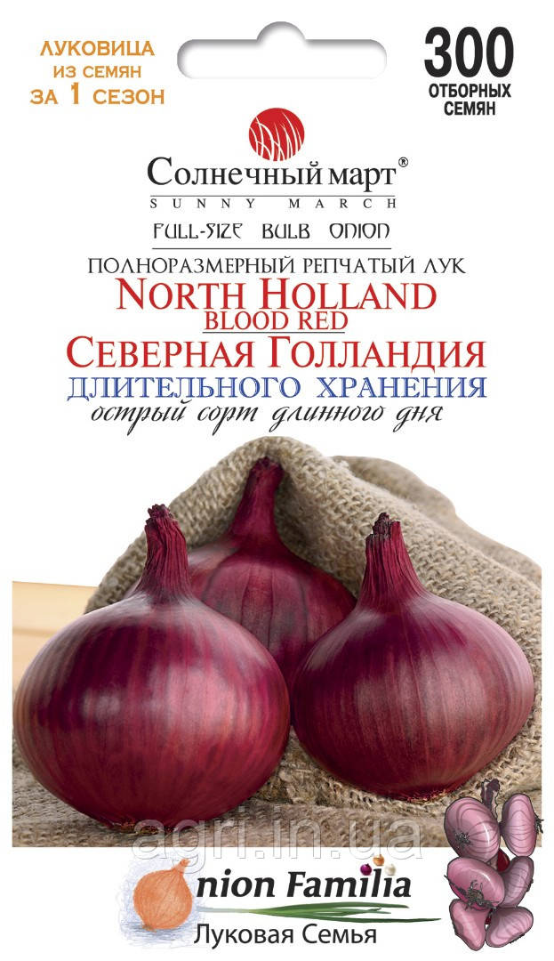 Цибуля ріпчата Північна Голландія, 300шт. (до 11.2024р.)
