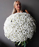 Букет из 51 белой хризантемы