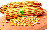 Насіння кукурудзи ОРЖИЦЯ ФАО 230 фр3 (19,3кг) АГРОЭКСПЕРТ 2022г, фото 9