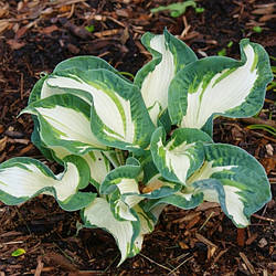 Хоста Andrew (Hansen 2006) (сажільники)