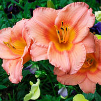 Лілейник Siloam Little Girl корінь/садженці