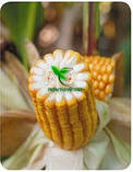 Насіння кукурудзи ДН ХОРТИЦЯ (ФАО 240) 25,8 кг 2021р.у. Югагросервіс, фото 3