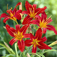 Лійник Sammy Russel корінь/сажниці