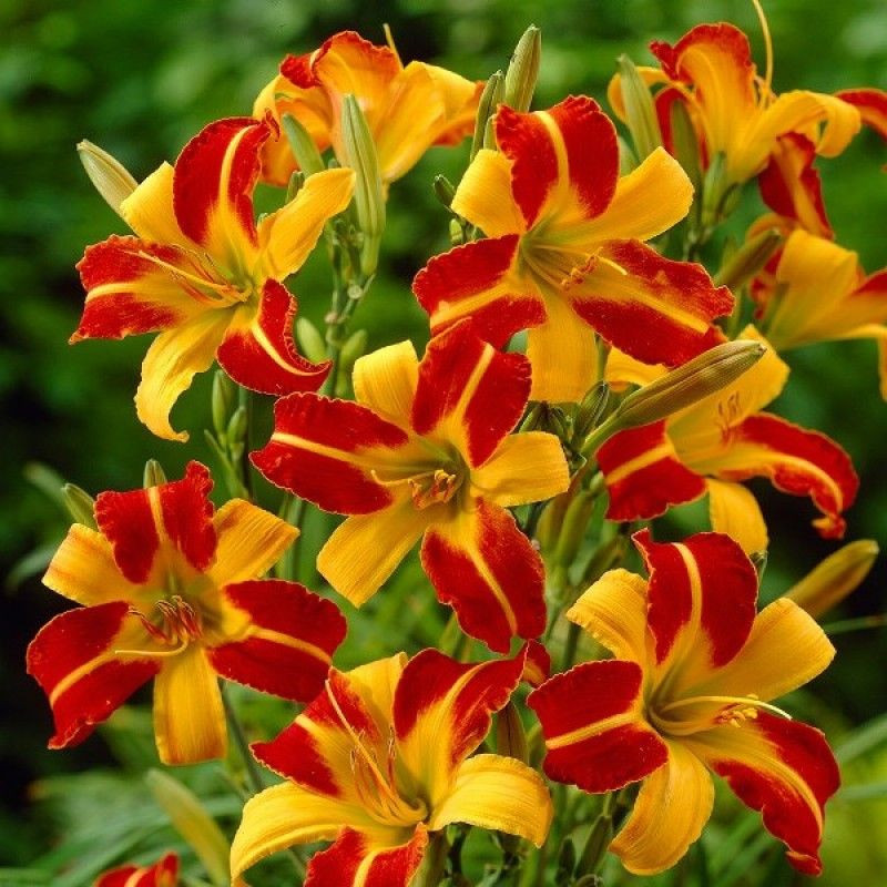 Лійник Frans Hals корінь/зневоднення, фото 1