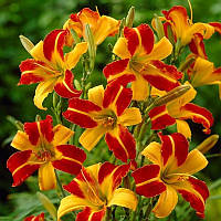 Лійник Frans Hals корінь/зневоднення