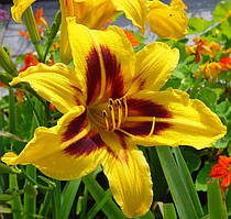 Лійник Bonanza корінь/сажці