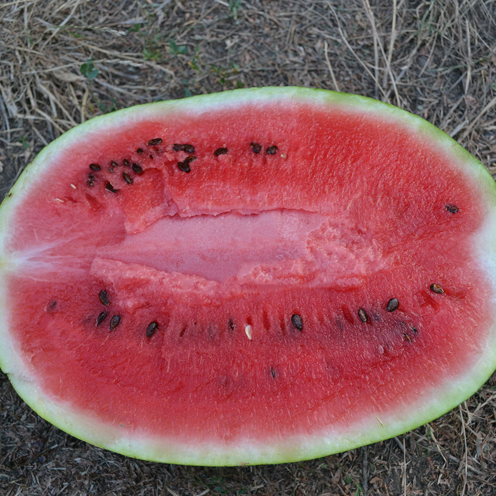 Насіння кавуна Ледус F1 (Ledus F1) Lark Seeds 1000