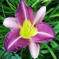 Лійник Blue Sheen корінь/садженці