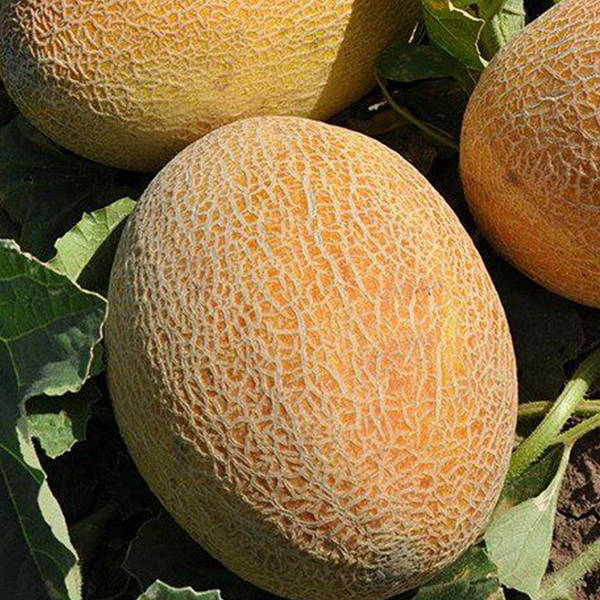 Ананас Дыня 100 Грамм Tezier Купить