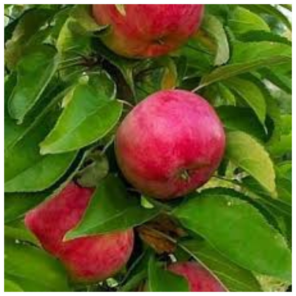 Яблуня колоновидна Скорпіон (осіння)