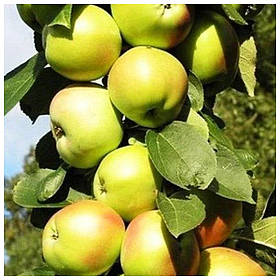 Яблуня колоновидна Болеро (осіння)