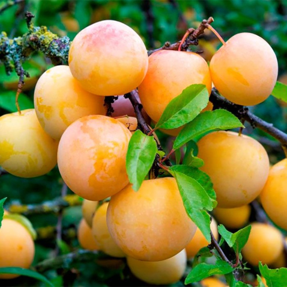 Слива колоновидна Біла (середньо-рання)