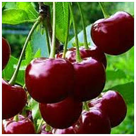 Вишня колоноподібна Шоколадний мус (рання)