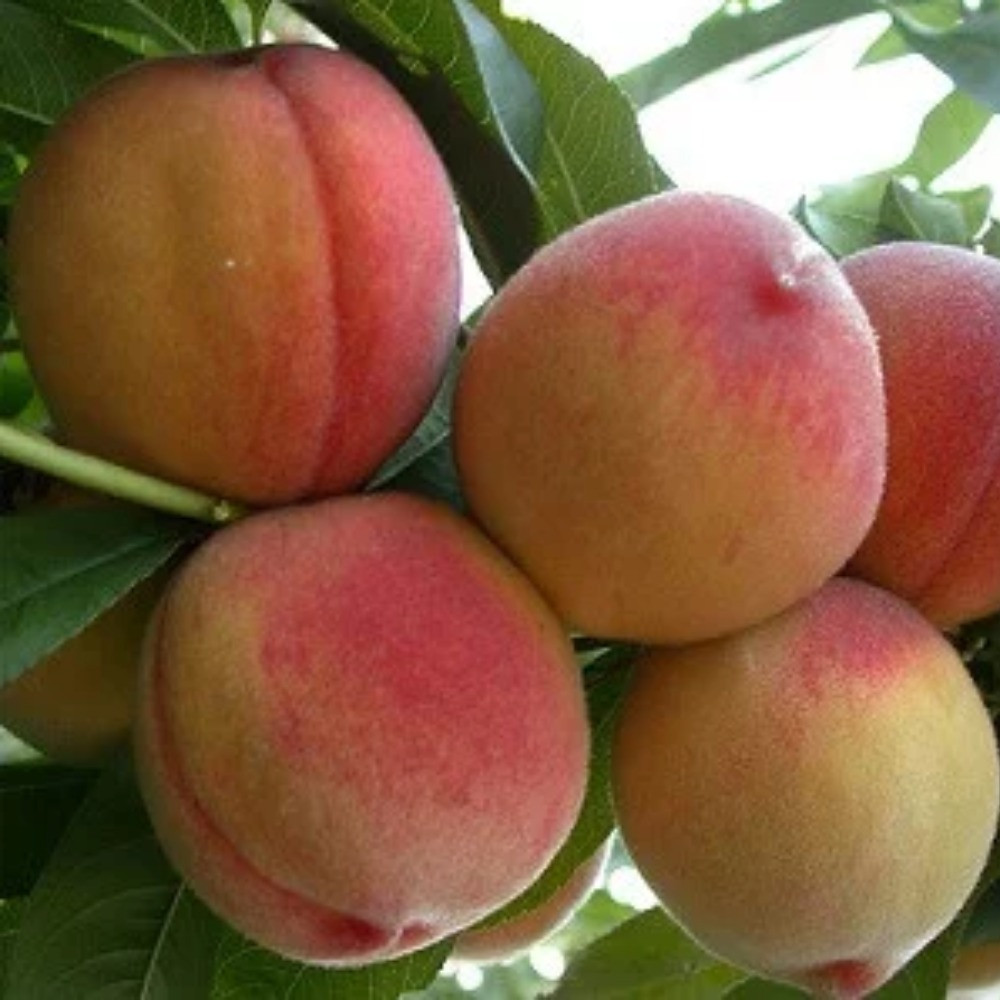 Персик колоновидна Ювілейний (ранній)