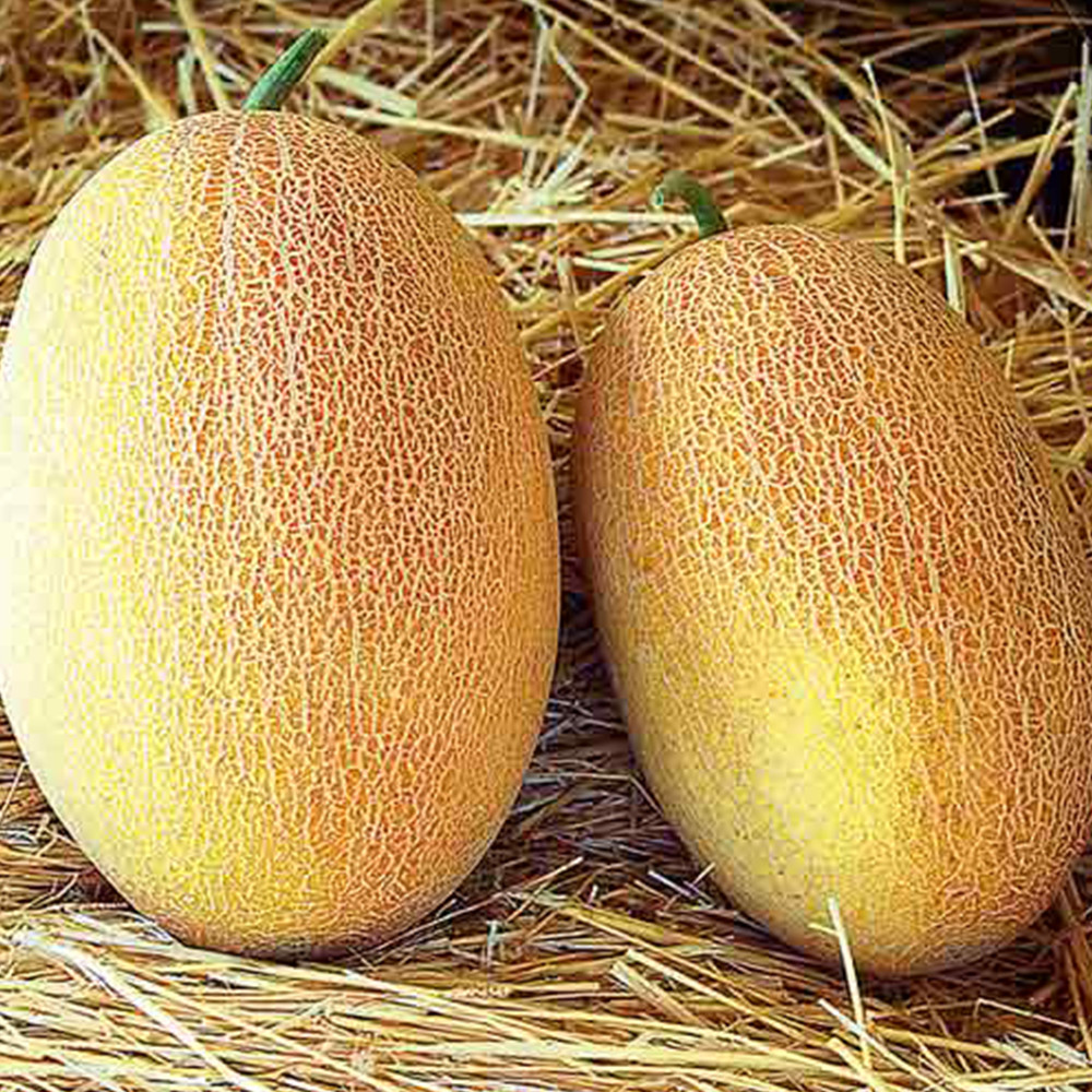 Насіння дині Раймонд F1 (Raymond F1) Hazera 1000