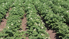 Для картоплі