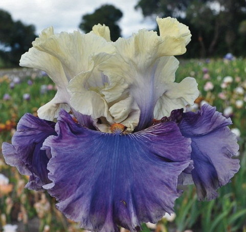 Ірис Loremaster Лоремастер (Blyth 2013) (саджанці), фото 1