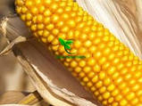 Насіння кукурудзи ДН ХОРТИЦЯ (ФАО 240) 25,8 кг 2021р.у. Югагросервіс, фото 10