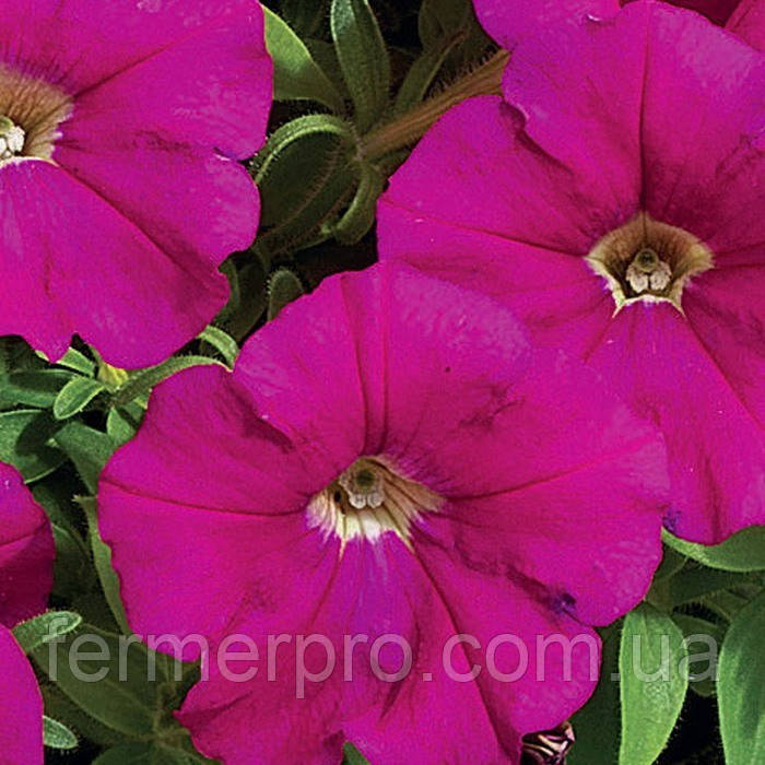 Петунія багатобарвкова Mirager F1 Carmine, 1000, фото 1