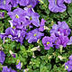 Петунія багатобарвкова Mirager F1, фото 7