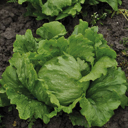 Насіння салату Робінсон (Robinson) Hazera 5000 драже, фото 1