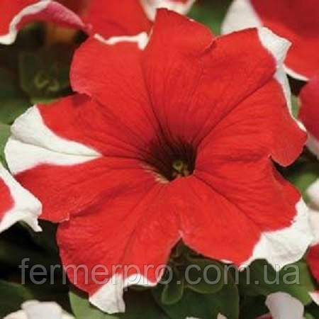 Петунія багатобарвкова Mirager F1 Red Picotee, 10000