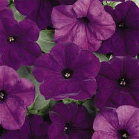 Петунія ампельна Easy Wave F1 Blue, 100