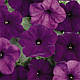 Петунія ампельна Easy Wave F1, фото 2