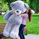 Плюшеві ведмеді: Плюшеве ведмежа 1,7 метра (170 см), Сірий, фото 2