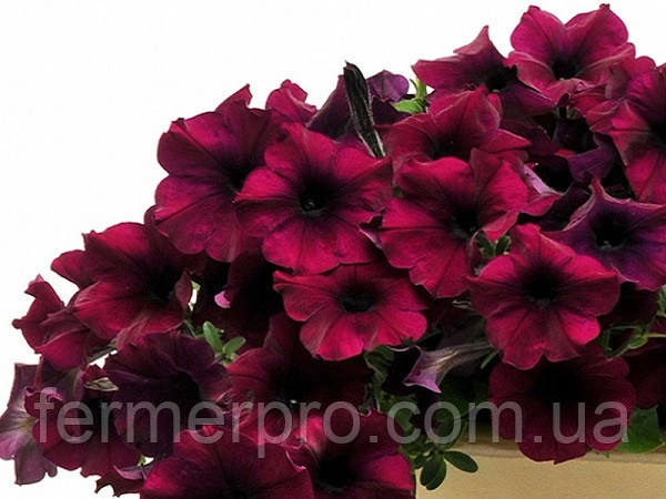 Петунія ампельна Easy Wave F1 Burgundy Velour, 100, фото 1