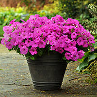 Петунія ампельна Easy Wave F1 Neon Rose, 100